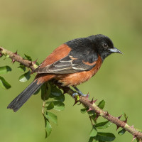 Orchard Oriole
